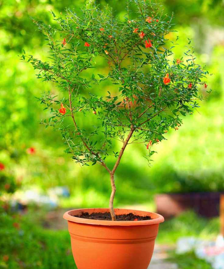pomegranates dwarf tree growing in container in summer