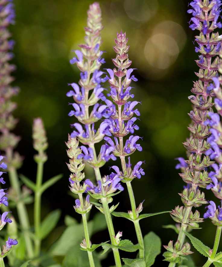 Group of salvias