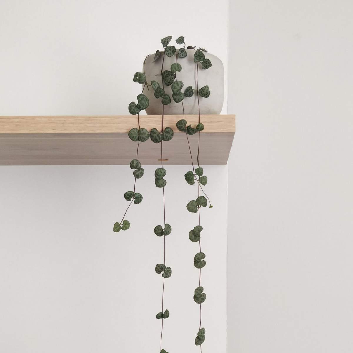 String of hearts
