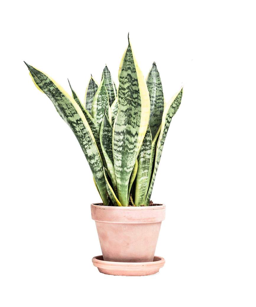 Low light plants Snake Plant