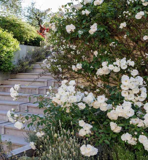 Garden with climbing roses