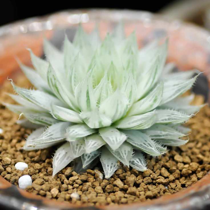 Haworthia 'white ghost'