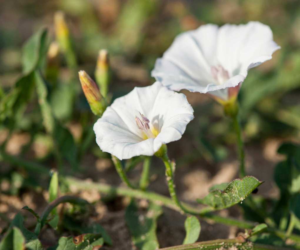 field bindweed
