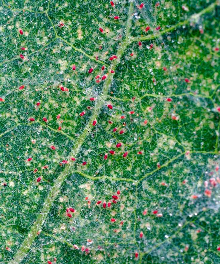 eggplants with red spider mite infestation on foliage