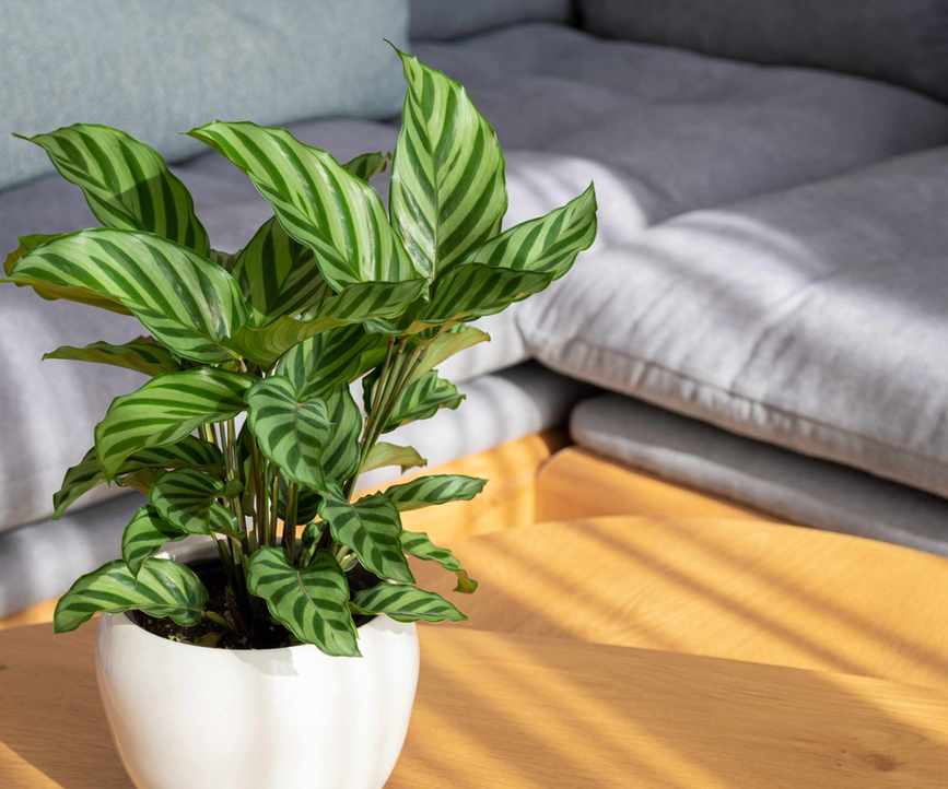 Calathea in sun