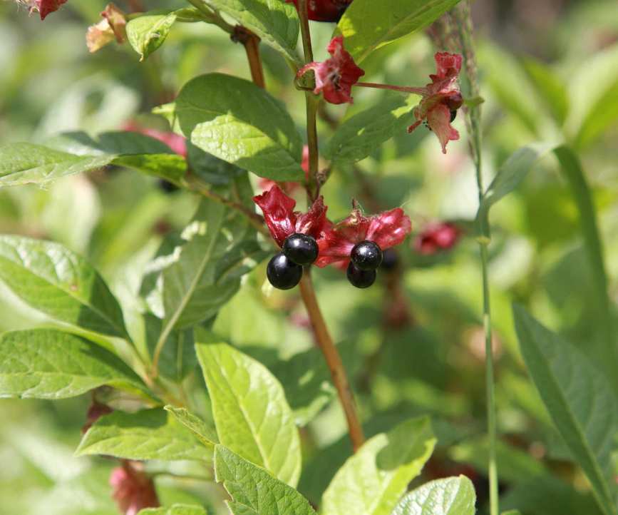 The dark berries of a Black Twinberry Honeysuckle on a branch
