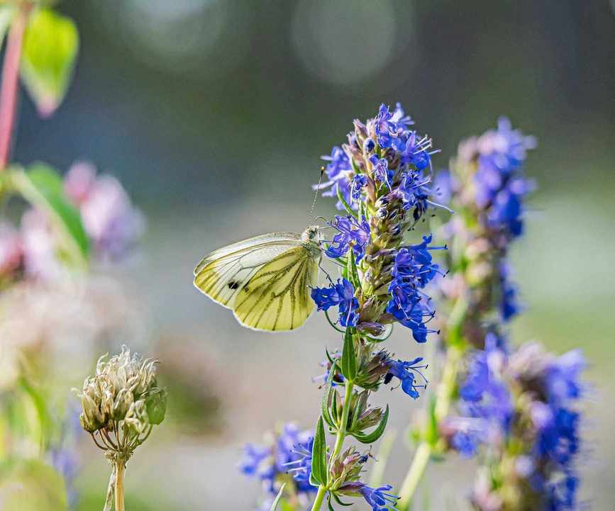 Purple flowering hyssop plant
