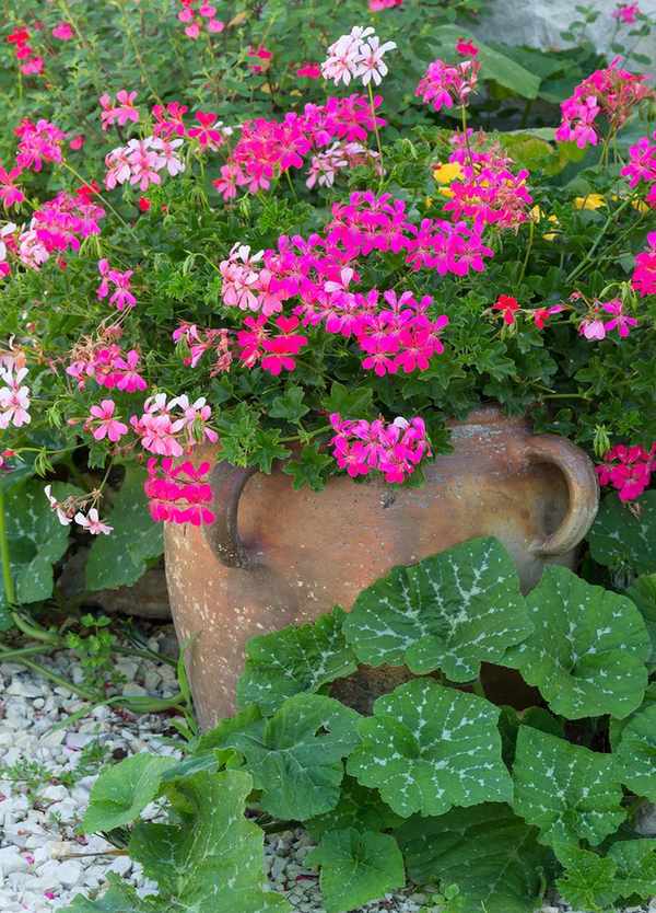 Potted pelargonium