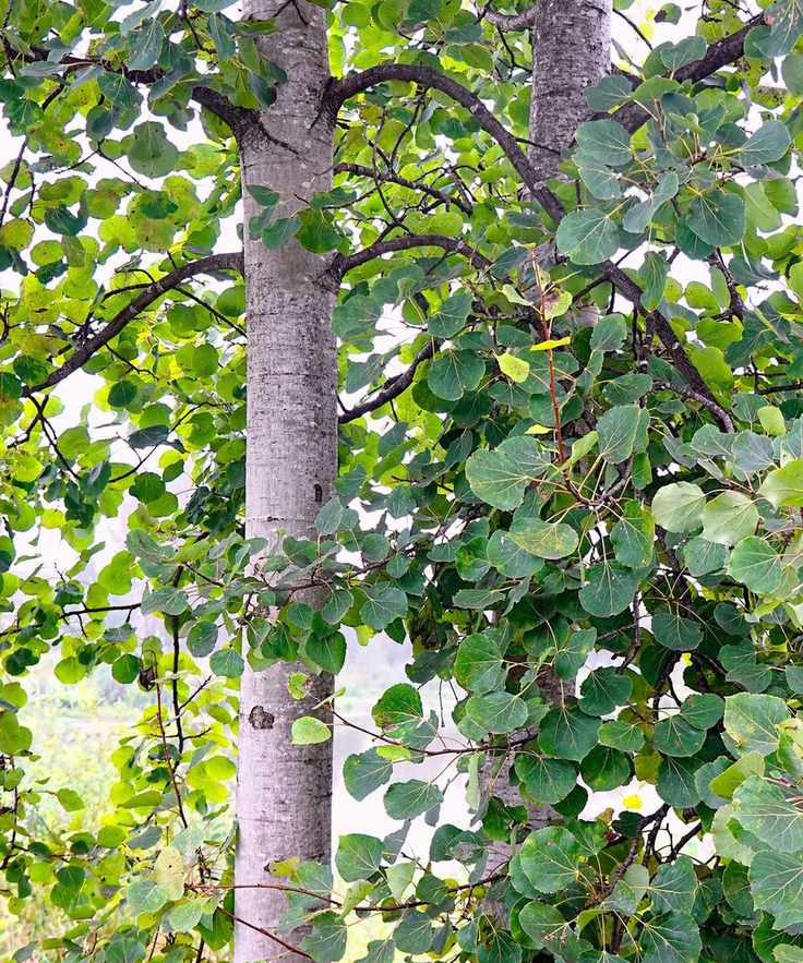 quaking aspen tree during summer