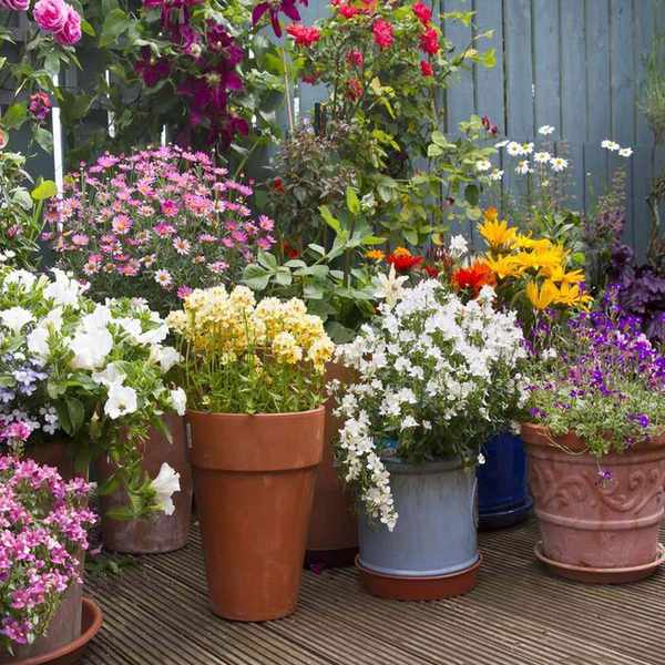 Container plants for pollinators