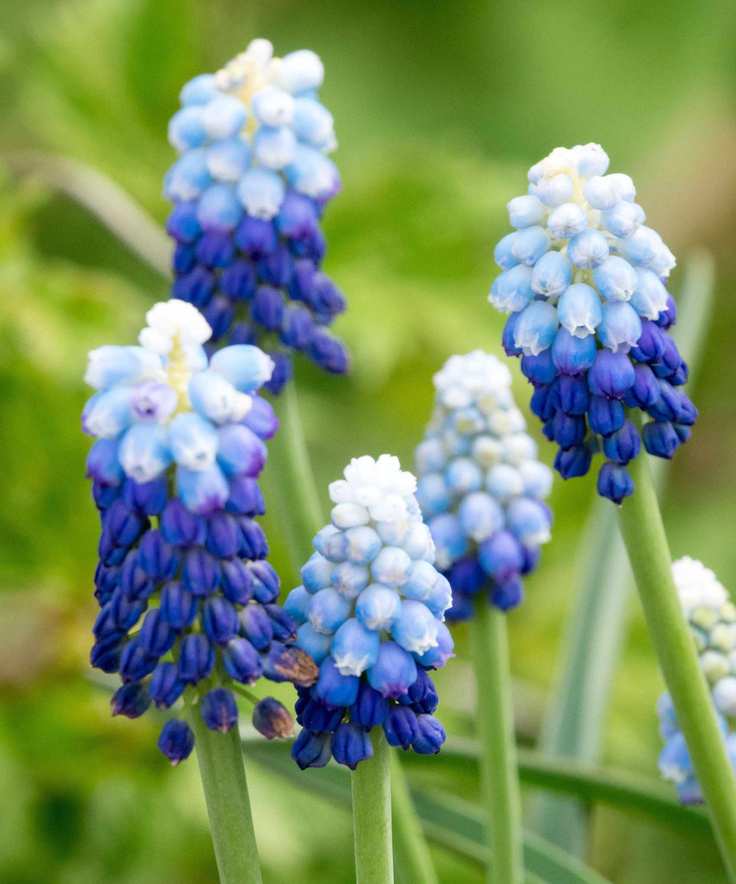Grape hyacinth 'Blue Ocean' is a pretty two-tone variety
