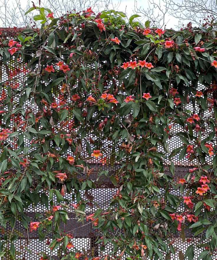 crossvine growing on fence