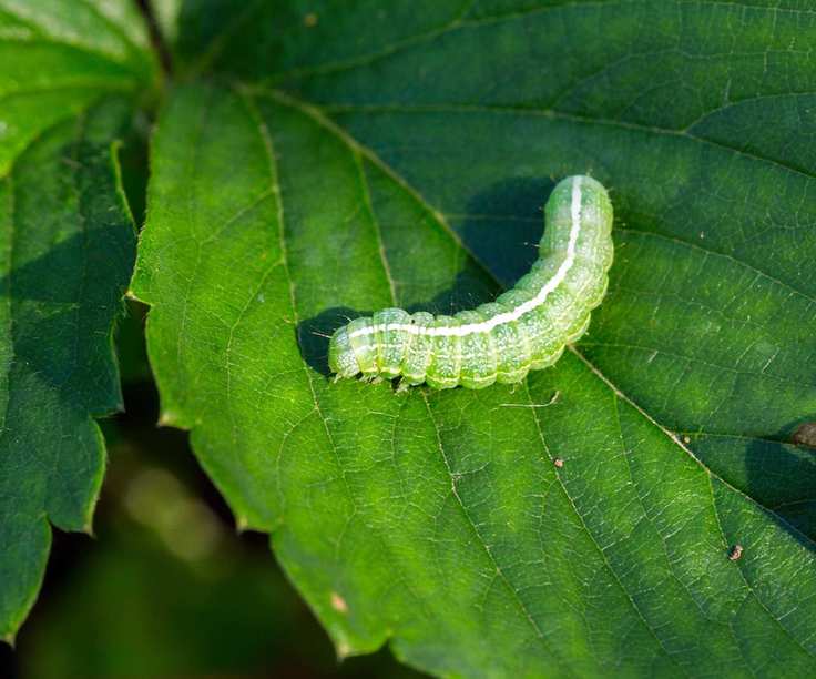 A large green caterpillar on a leaf
