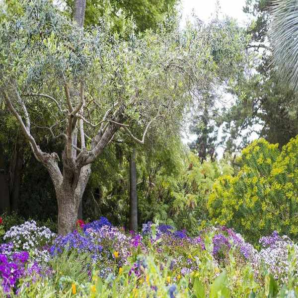 olive tree