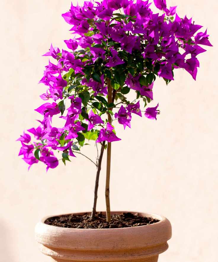 pink flowering bougainvillea in terracotta pot