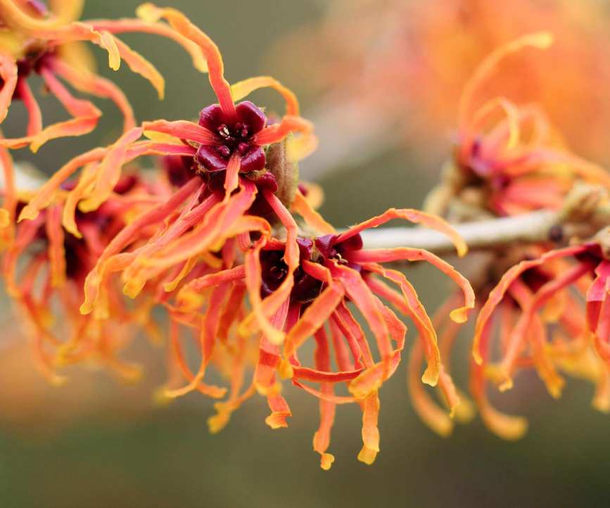 colorful flowers of Hamamelis 'Jelena'