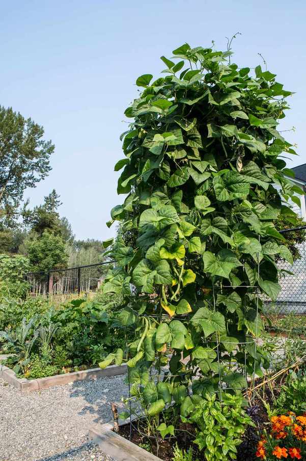 when to pick green pole beans and bush beans