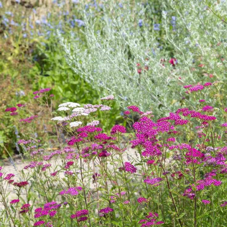 Achillea, perovskia,