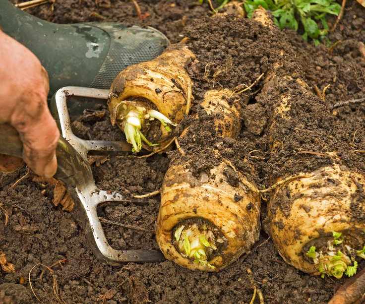 Harvesting parsnips with a garden fork