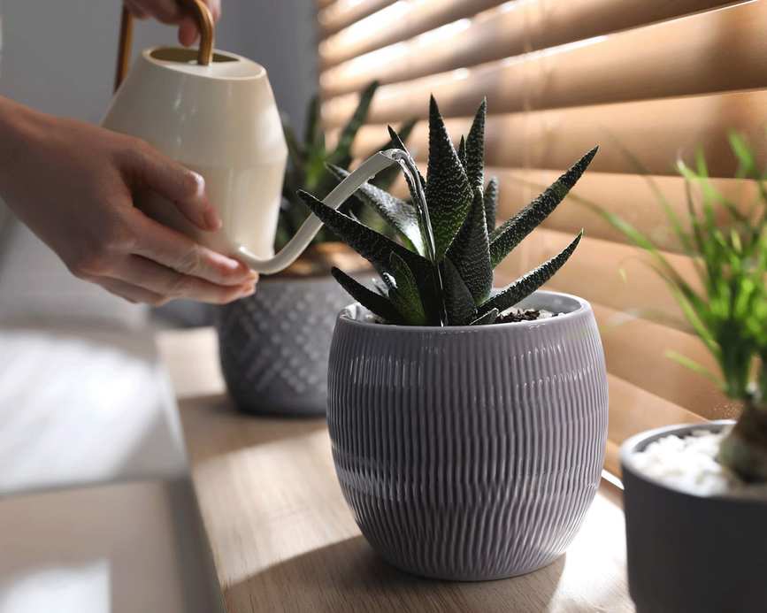 cactus plants on windowsill being watered