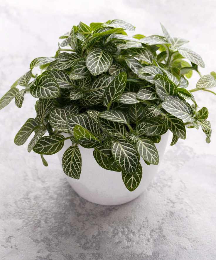 Fittonia or Nerve plant in a white modern pot