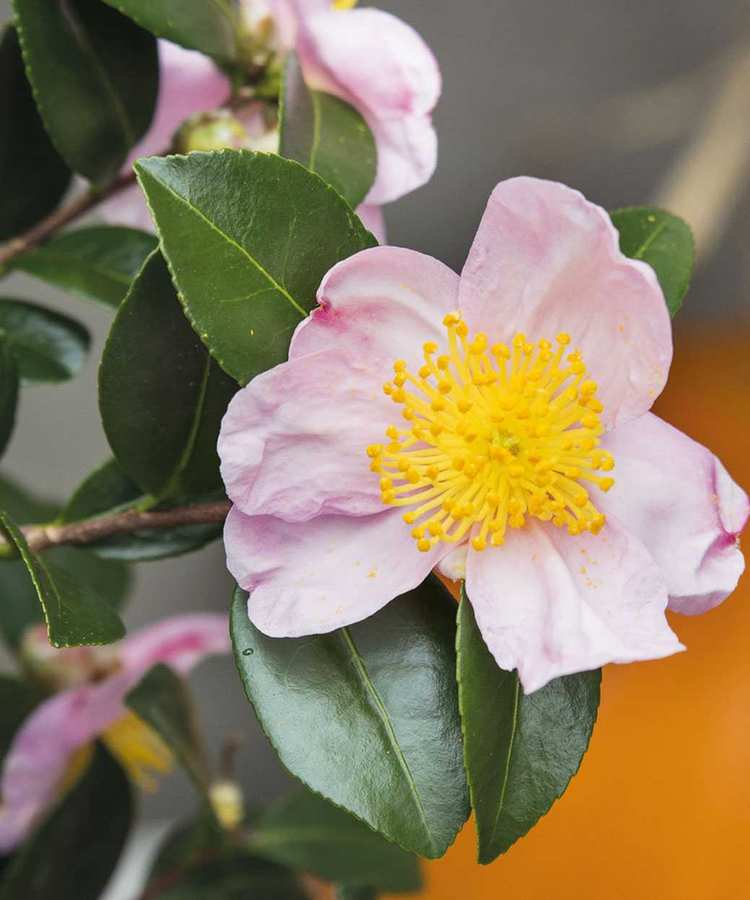 Camellia sasanqua