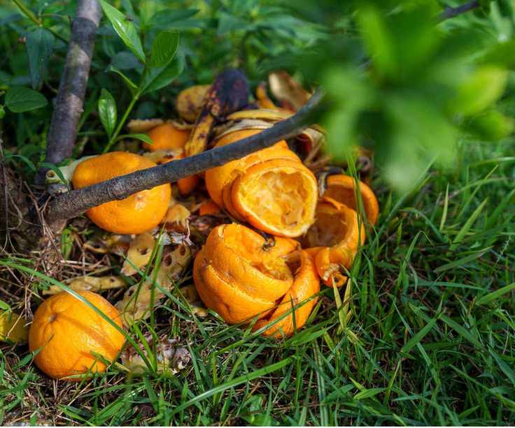 Orange peels on plant