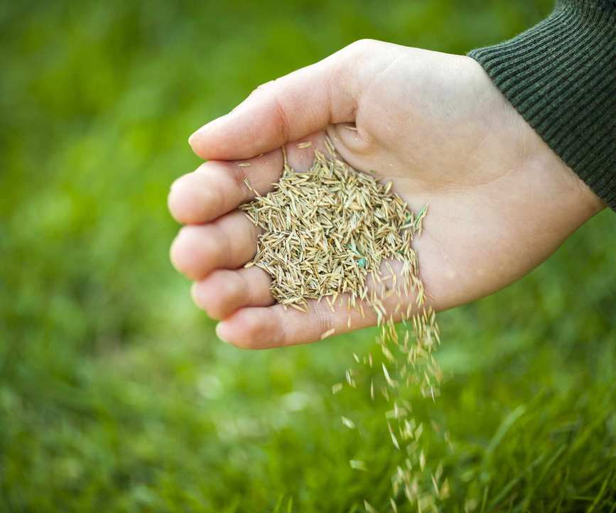 Sowing grass seed by hand
