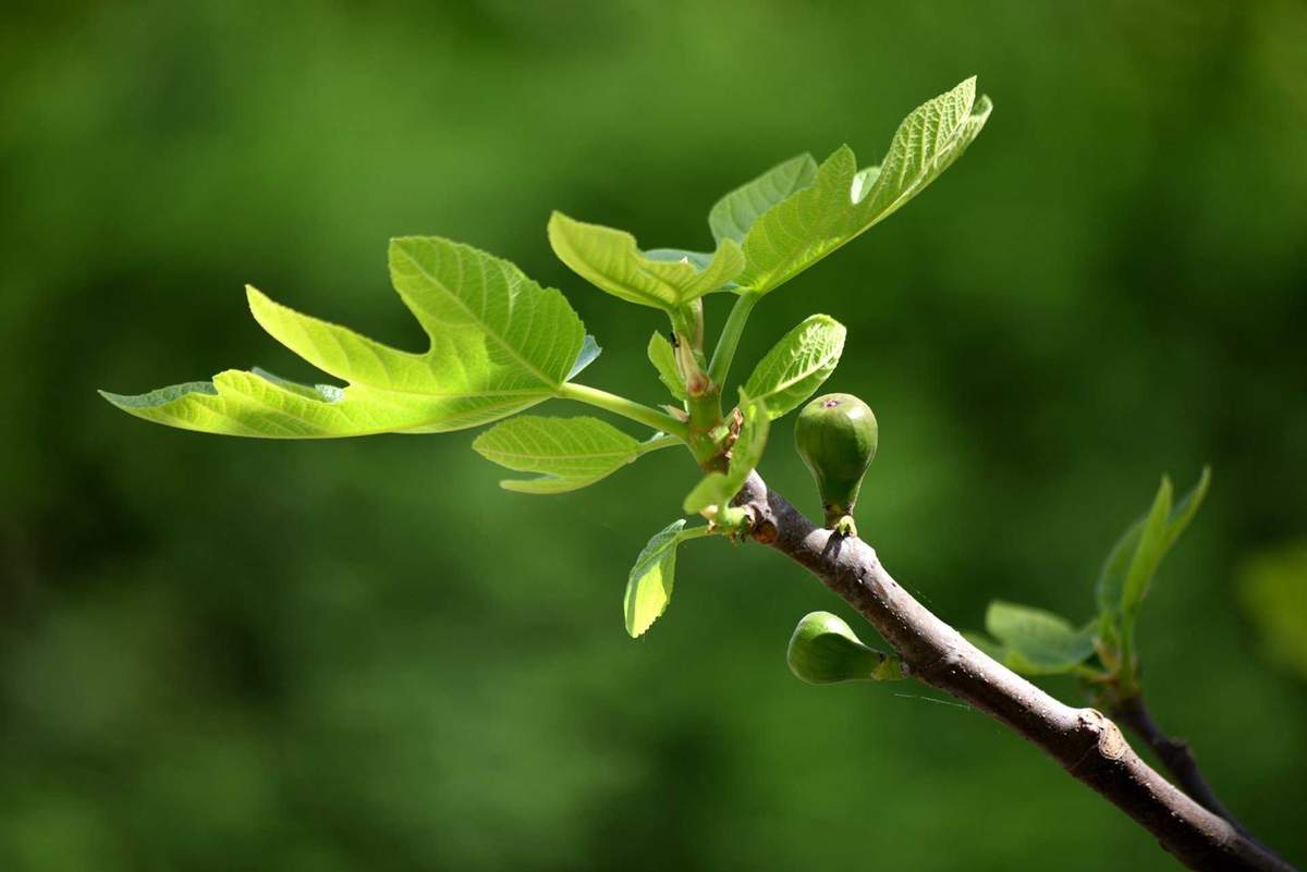 Close-Up Of Green Leaves On Branch
