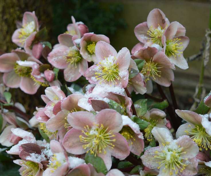 pink hellebores in snow