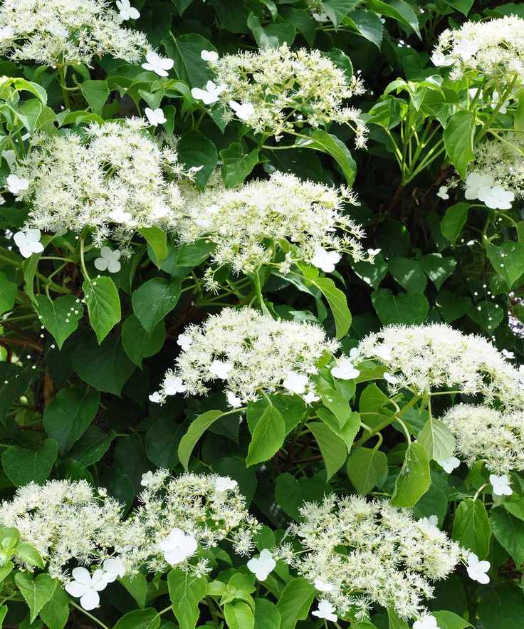 Climbing hydrangea growing up a wall in a garden