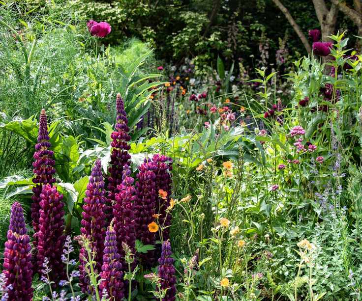 dark red-purple lupins in flowerbed with ed-purple oriental poppies and orange geum