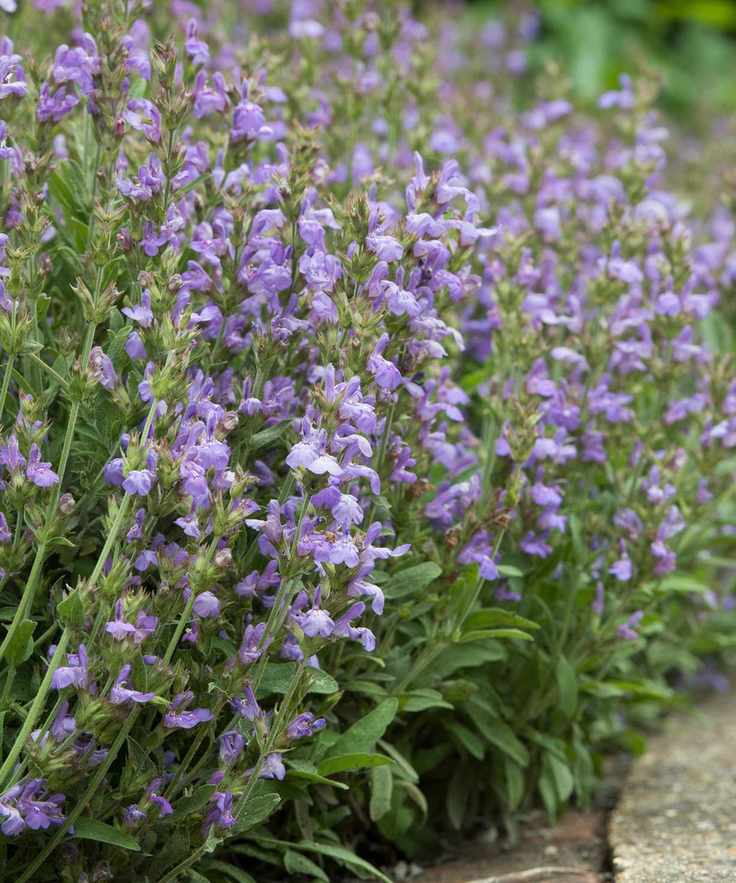 Salvia lavandulifolia flowering in patio border