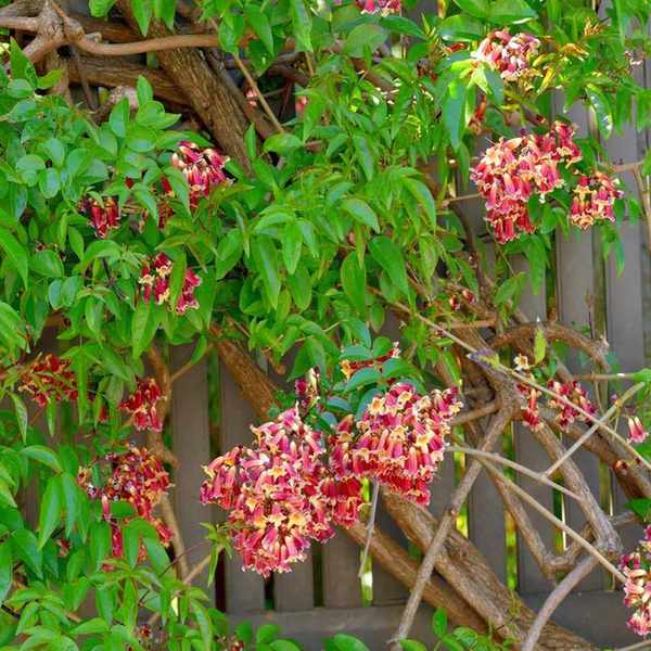 crossvine covering a garden fence