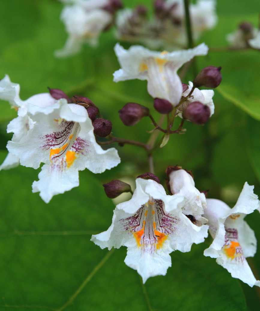Catalpa speciosa flowers