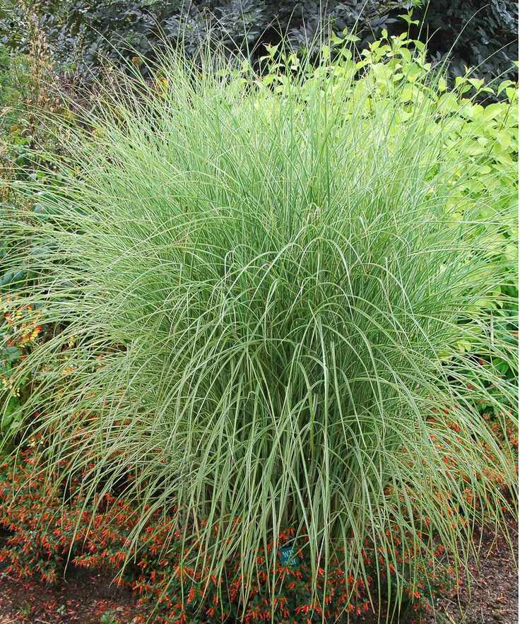Miscanthus 'morning light'