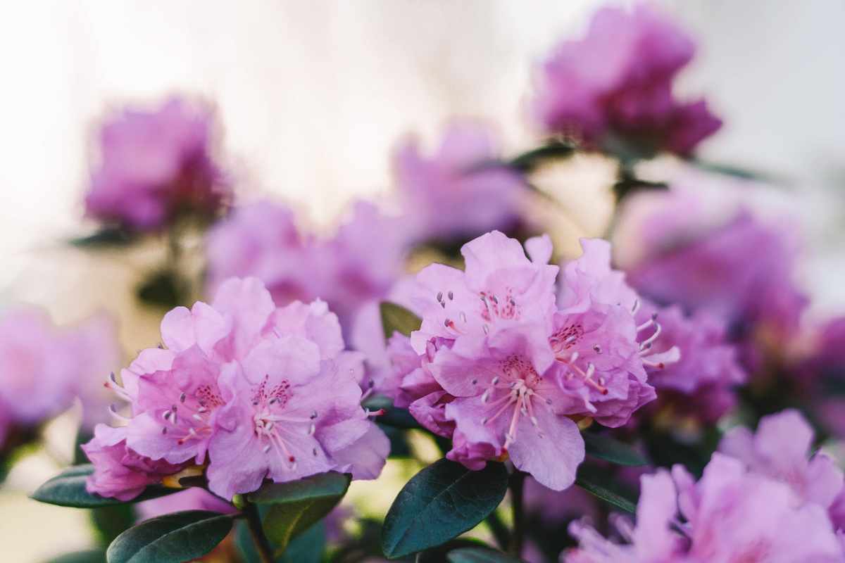 A 2026 Snapshot of the Scents Scene: Al Haramain Shines