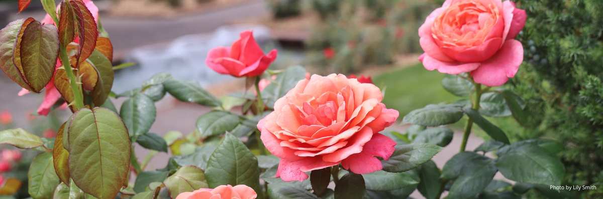 Minnesota Landscape Arboretum: Nature's Tranquil Escape