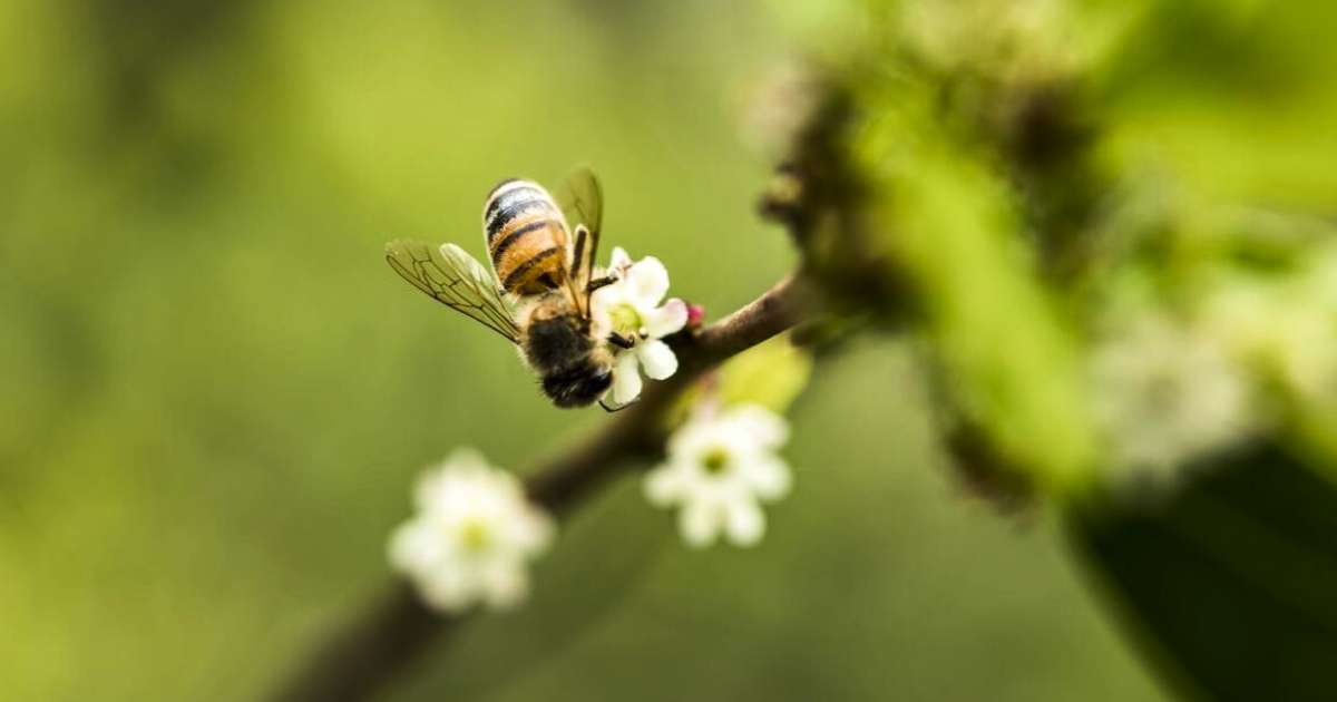 Why Beesponsible Is a Sweet Choice for Honey Lovers