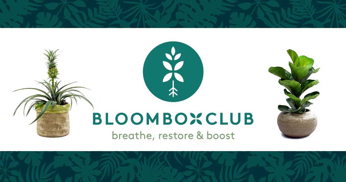 How to Transform Your Space with Bloombox Club