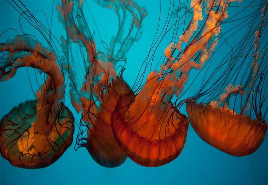 The Honest Comparison: California Academy of Sciences and Its Rivals
