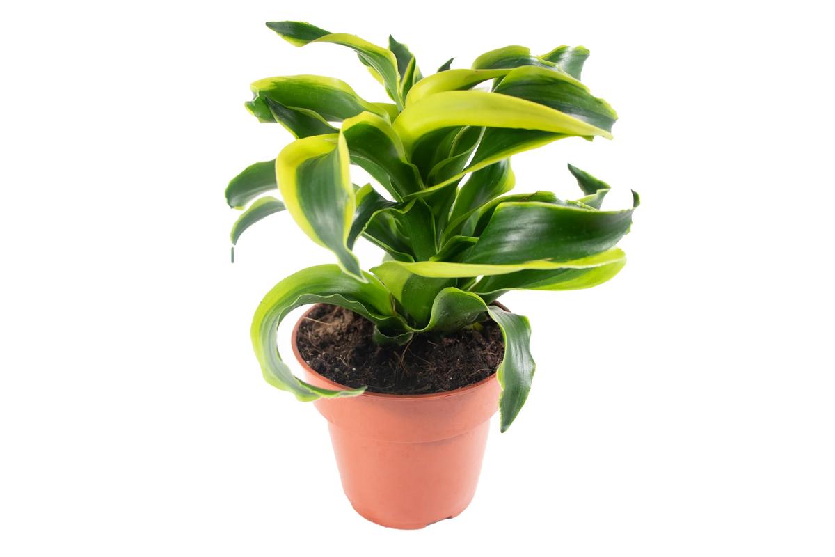 A Side-by-Side: California Tropicals Against the Competition