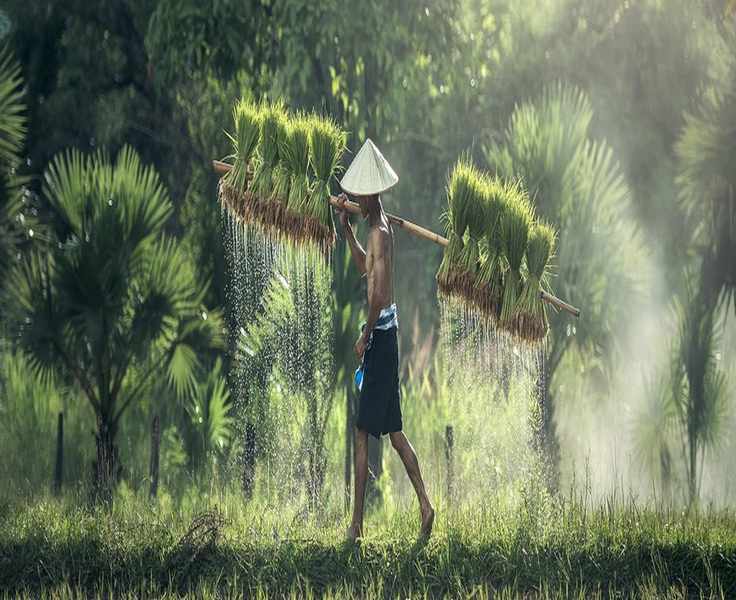 Exploring the Rise of Traditional Remedies in Modern Healthcare