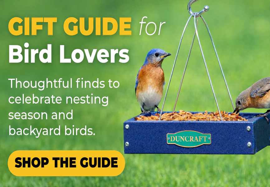 Where Backyard Bird Feeding Is Headed — and Who's Leading