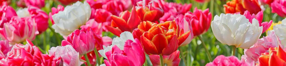 DutchGrown or Competitors? Here's What Each Does Best