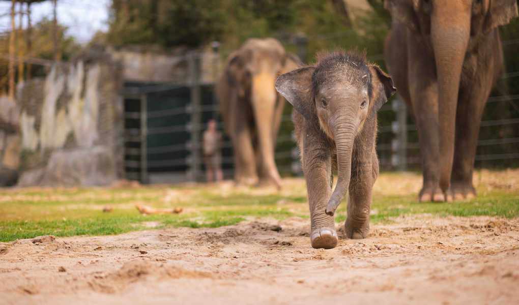Experience Wildlife: A Shopper's Field Guide to Fort Worth Zoo