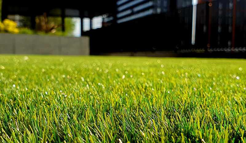 A 2026 Snapshot of the Backyard Landscape