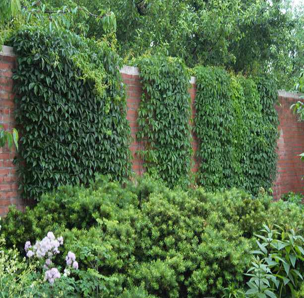 Great Garden Plants 2026: A Buyer's Reality Check