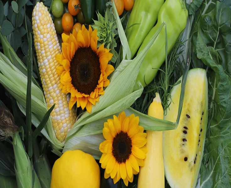 13 Must-Know Tips Before Ordering From Harris Seeds