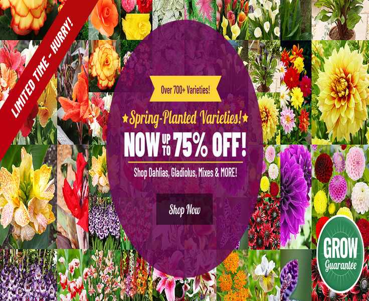 Holland Bulb Farms Unpacked: What to Buy, What to Skip